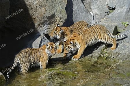 Hinterindischer oder Indochina Tiger (Panthera tigris corbetti) Jungtiere am Wasser, Tierpark Berlin, Deutschland, Europa