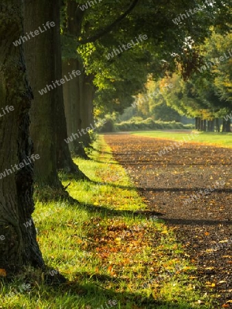 Herbst Allee 2