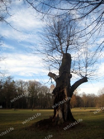 Englischer Garten M?nchen