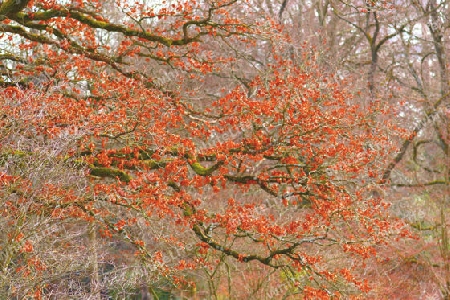 ein baum mit orangenen bl?ttern