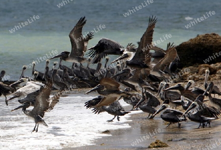 Suedamerika, Karibik, Venezuela, Isla Margarita, Halbinsel, Peninsula de Macanao, Macanao, Pelikane, Wilde Kolonie von Pelikanen, Fliegen, Tier, Vogel,  