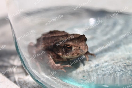 Frosch im Glas