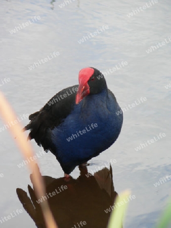 Pukeko