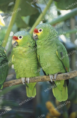 Tropical Birds in the town of Copan in Honduras in Central America,