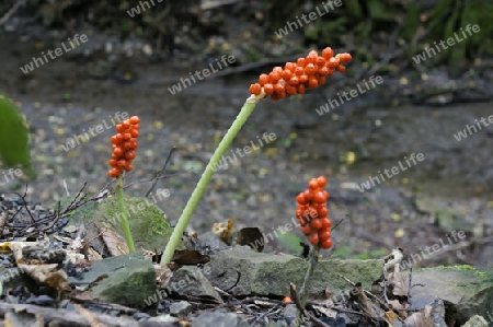 Bluetenstaende des Gefleckten Aronstab, Arum maculatum