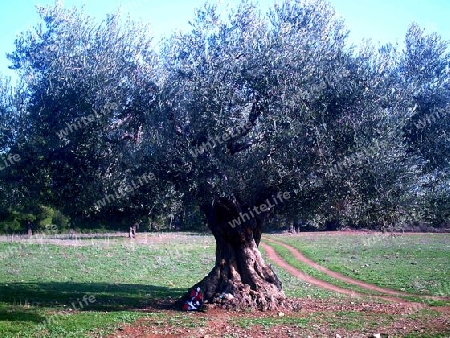 Pause unter dem Baum