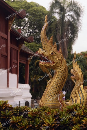 Der Tempel War Phra Sing in Chiang Mai im norden von Thailand in Suedostasien.