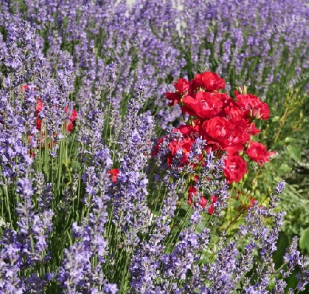 Lavendel und rote Rosen