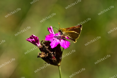 Schmetterling mit Bl?te