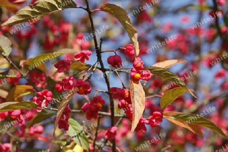 Herbstbaum