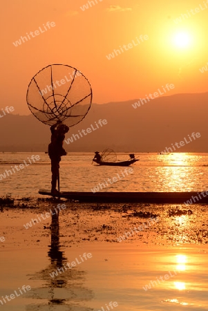 Fishermen at sunset in the Landscape on the Inle Lake in the Shan State in the east of Myanmar in Southeastasia.