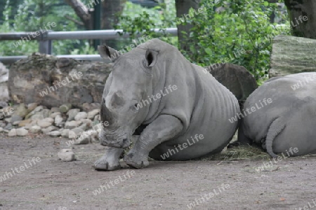 Nashorn - Rhinocerotidae