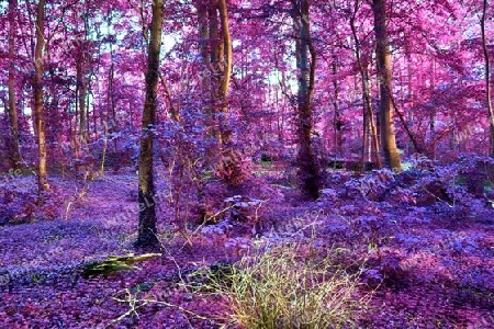 Beautiful pink and purple infrared panorama of a countryside landscape with a blue sky.