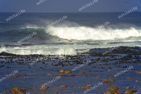 St?rmische See bei Gewitterstimmung am Morgen am Kap der guten Hoffnung, Cape of good Hope, West Kap, western Cape, S?dafrika, Afrika