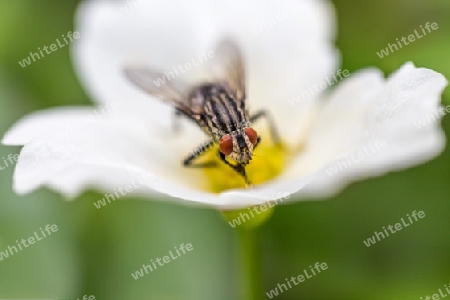 Fliege auf weisser Blume