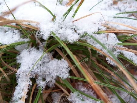 verschneites Gras