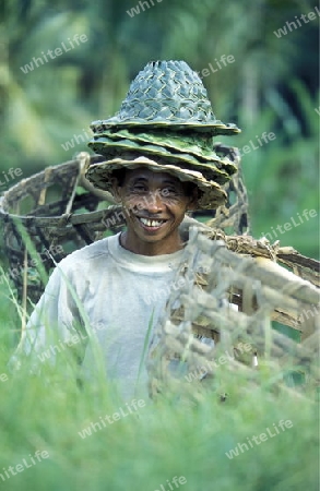 Die Reisfelder und Reisterrassen bei Tegalalang noerdlich von Ubud in Zentral Bali auf der Insel Bali in Indonesien.  