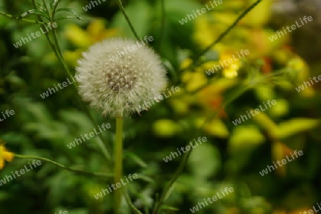 Pusteblume