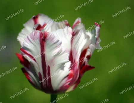 Tulpe