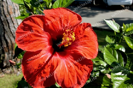 Hibiscus in der Toskana