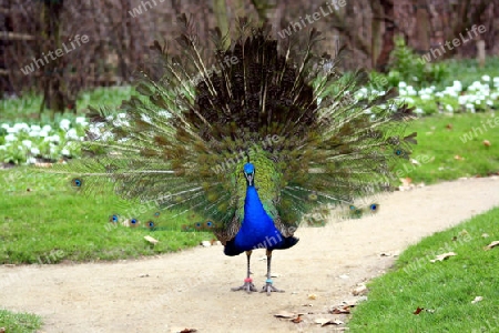 pfau schl?gt ein rad