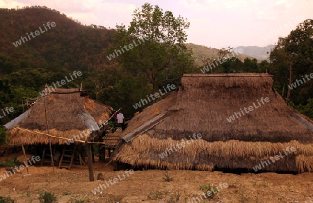 Ein kleines Dorf in der Landschaft beim Bergdorf Mae Salong in der Huegellandschaft noerdlich von Chiang Rai in der Provinz Chiang Rai im Norden von Thailand in Suedostasien.