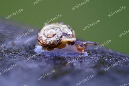 Schnecke am Morgen