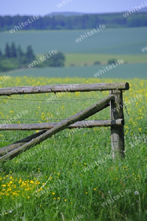 altes Gattertor auf einer Blumenwiese, Hessen, Deutschland