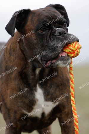 deutscher Boxer mit Ball