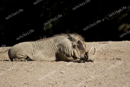 Afrikanische Wildschwein am schlafen