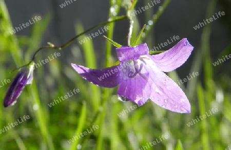 Wiesen-Glockenblume nach dem Mairegen