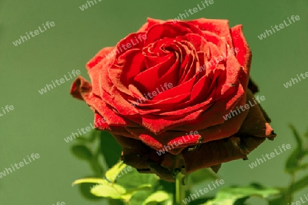 Red rose with a dark background