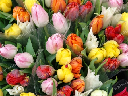 Tulpen