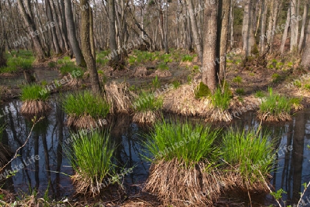 Dar?wald im Nationalpark Vorpommersche Boddenlandschaft, Deutschland