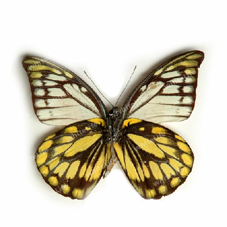 SCHMETTERLING