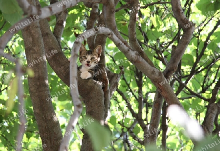 kleine Katze hoch im Baum