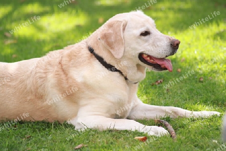 Labrador