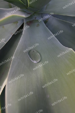 Agave