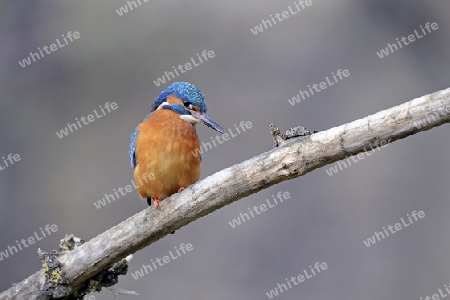 Eisvogel (Alcedo atthis) auf Sitzwarte, Niedersachsen, Deutschland