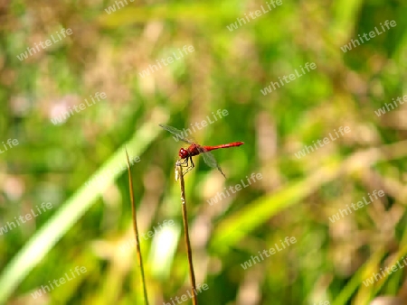 Blutrote Heidelibelle,  Sympetrum sanguineum