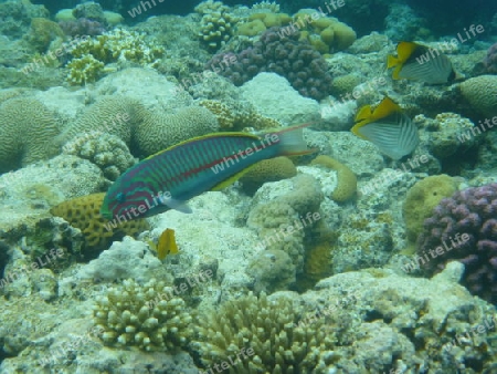 Fische und Korallen im Roten Meer 4