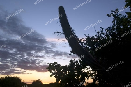 Cactus in Sunset