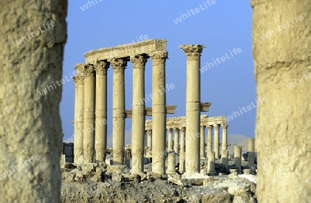 Die Ruinen von Palmyra in der Wueste Faydat in Syrien im Mittleren Osten in Arabien.