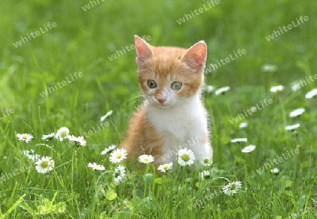 kitten in the grass