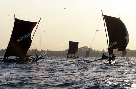Asien, Indischer Ozean, Sri Lanka,
Ein traditionelles Fischerboot mit Fischern im Kuestendorf Negombo an der Westkueste von Sri Lanka. (URS FLUEELER)






