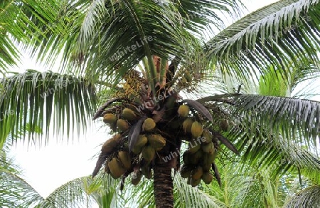 Beautiful palm trees at the beach on the tropical paradise islands Seychelles