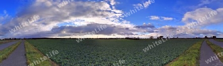 Beautiful high resolution panorama of a northern european country landscape with fields and green grass.