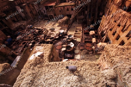 The Leather production in the old City in the historical Town of Fes in Morocco in north Africa.