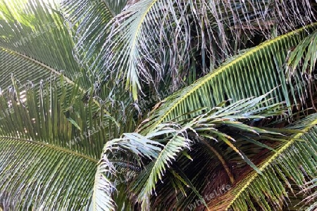 Beautiful palm trees at the beach on the tropical paradise islands Seychelles