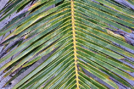 Beautiful palm trees at the beach on the tropical paradise islands Seychelles